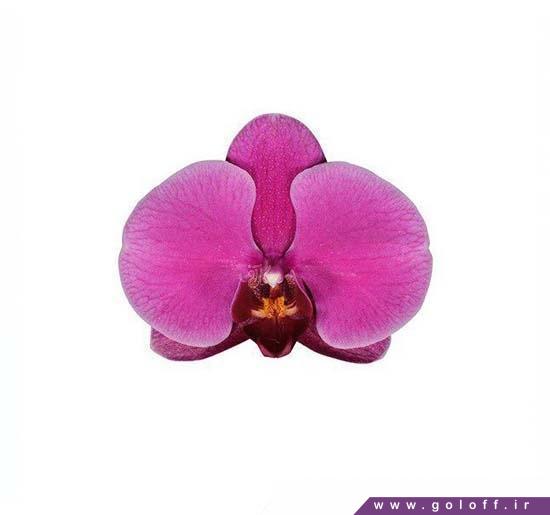 گل ارکیده فالانوپسیس پورت الیزابت - Phalaenopsis Orchid | گل آف